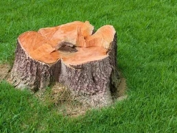 https://www.treesurgeoncolchester.net/ website